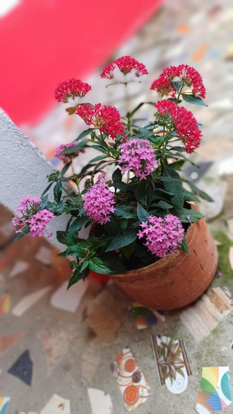 Hostal El Chili Pijao Dış mekan fotoğraf